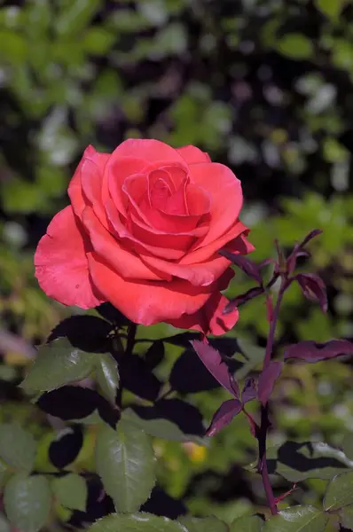 庭に咲く美しいバラ — ストック写真
