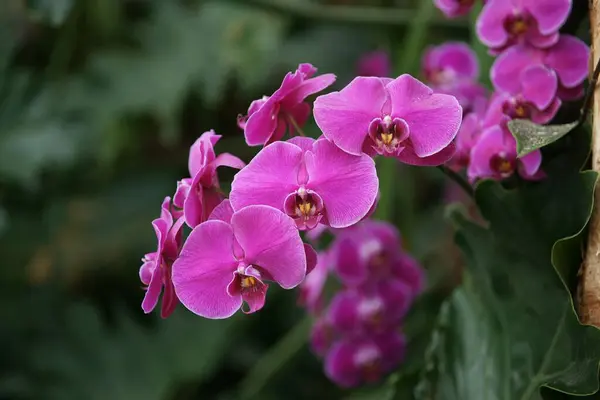 Квіти Орхідей Крупним Планом Постріл — стокове фото