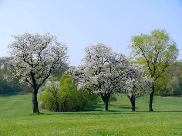 Kvetoucí Ovocné Stromy Poblíž Pforzheimu — Stock fotografie