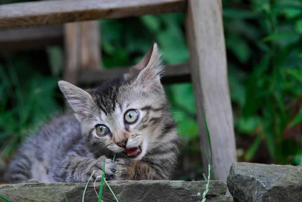 가정용 고양이 Tabby 정원에서 누워있다 피아트리 고양이 Felis Silvestris 고양이 — 스톡 사진