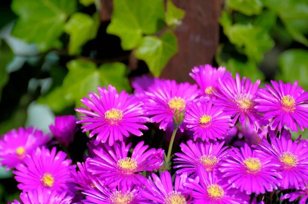 Середина Квітки Фіолетовий Цвітіння Середина Квітки Lampranthus Speccificis — стокове фото