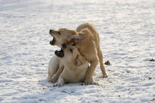 Zlatý Retrívr Labrador Domácí Psi Canis Lupus Familiaris — Stock fotografie