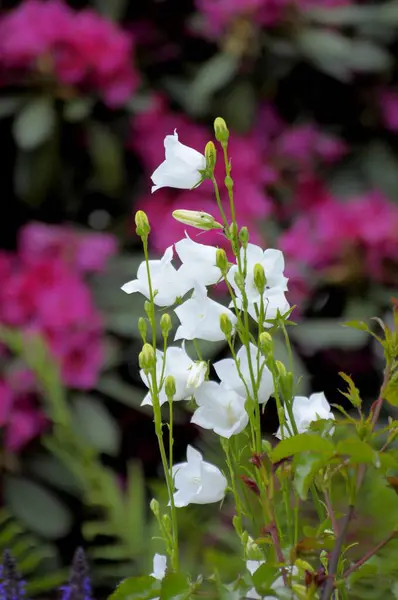 Bahçede Beyaz Çan Çiçeği Campanula — Stok fotoğraf