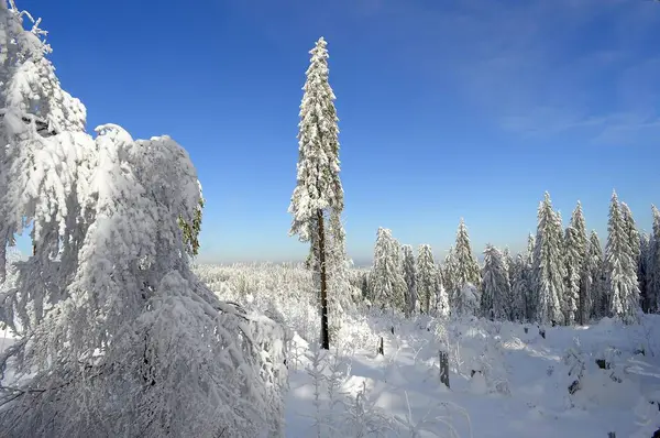 冬季在尼比斯附近的黑森林 北部黑森林 白雪云杉森林 — 图库照片