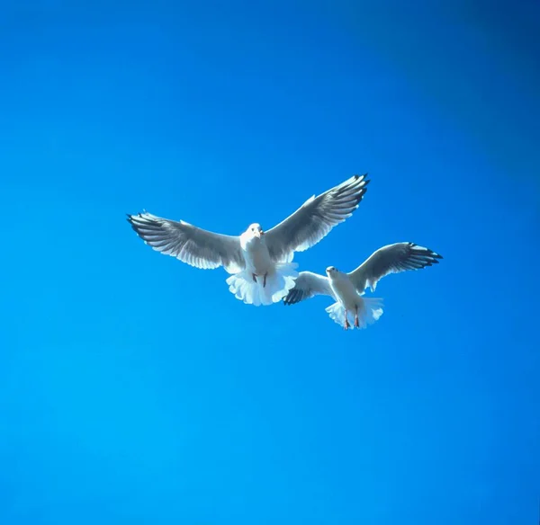 Seagulls Flight Closeup View — Stock Photo, Image