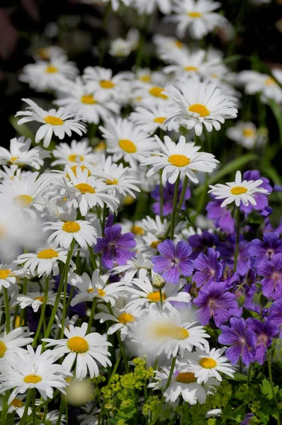 Łąka Marguerite Płaczące Kwiaty Ogród Geranium Hybryda — Zdjęcie stockowe
