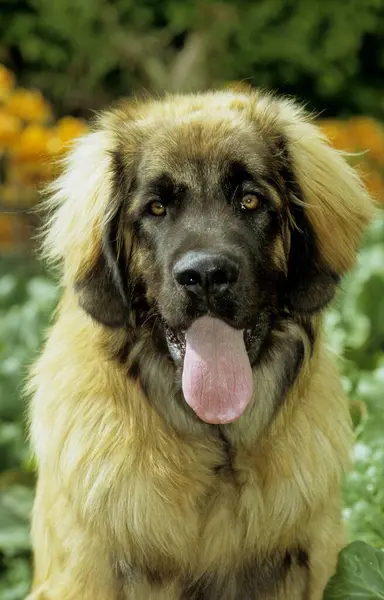 Närbild Leonberger Hund — Stockfoto