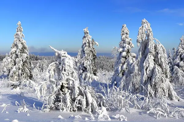 Black Forest Winter Spruce Forest Black Forest High Road Snowy — Stock fotografie