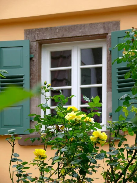 窓の前の黄色い低木のバラ — ストック写真
