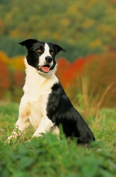 Piękny Border Collie Pies Tle Natury — Zdjęcie stockowe