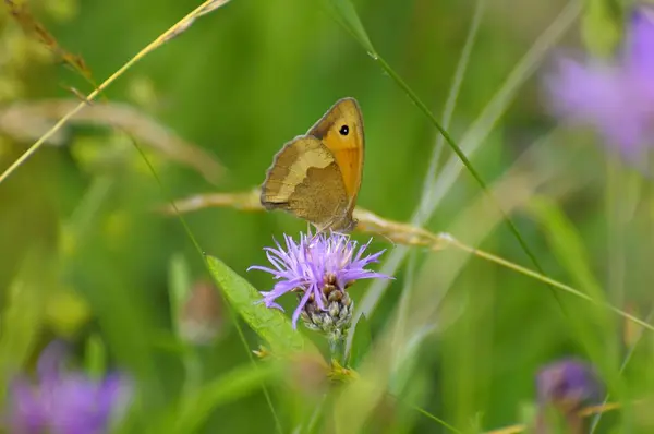 Çiçek Üzerinde Fockenblume Küçük Saman Kelebeği Çayır Knapweed Kahverengi Knapweed — Stok fotoğraf