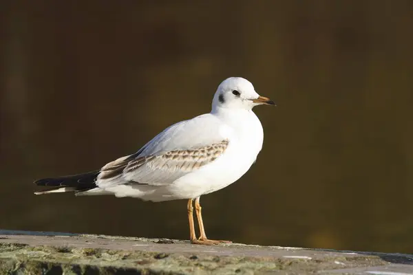 Seagull sitting on a wall by the water