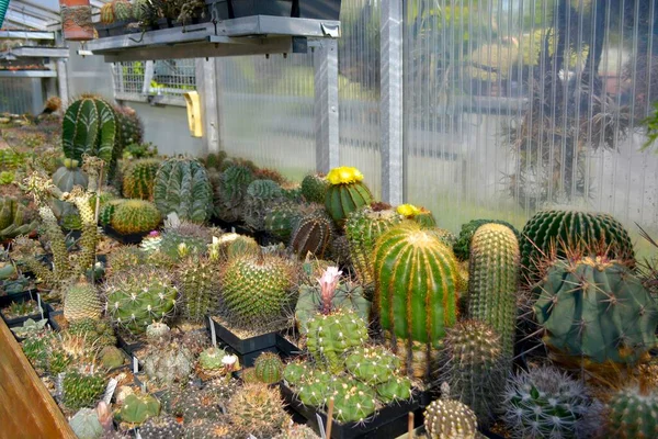 Cacti Collectie Diverse Cactussen Kas — Stockfoto