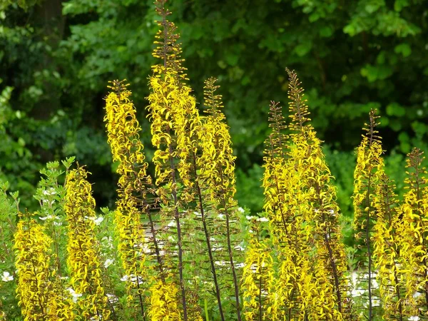 stock image Colorful blooming flowers in summer garden 