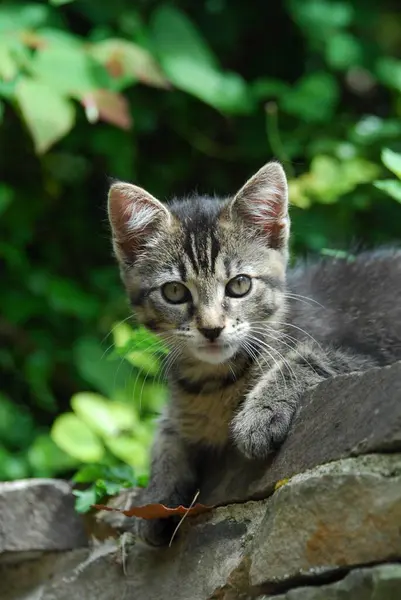 Молодой Домашний Котёнок Тэбби Выглядывающий Стены Котёнок Неродословная Коротышка Выглядывающий — стоковое фото