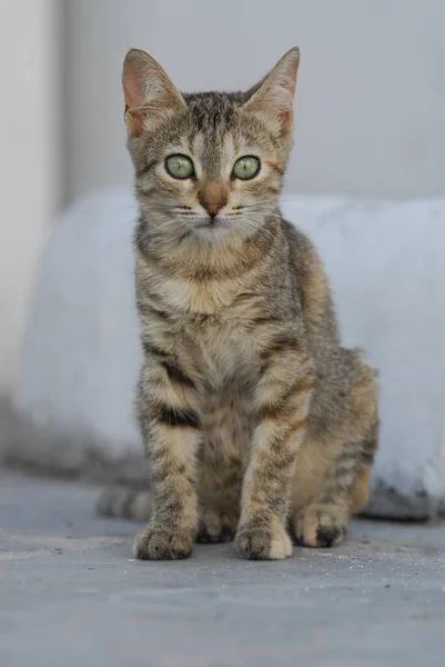 Jonge Huiskat Tabby Cycladen Griekenland Kitten Cycladen Griekenland Niet Stamboekachtige — Stockfoto