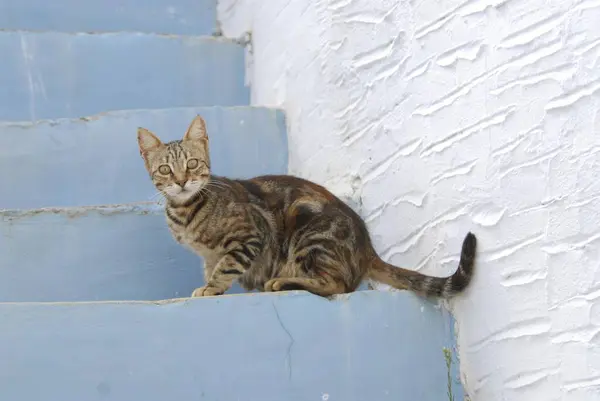 Gato Sentado Rua Azul Escadas — Fotografia de Stock