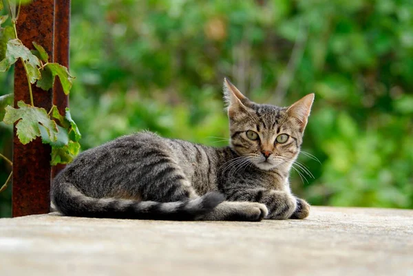 テノス島 キクラデス ギリシャ 子猫の壁に横たわる若い家庭用子猫 タビーは 壁に横たわっています キクラデス ギリシャ 非プリーツリーワイルドキャット フェリスシルベストリス — ストック写真