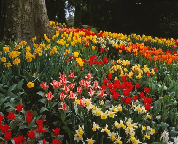 Barevné Tulipány Zahradě — Stock fotografie