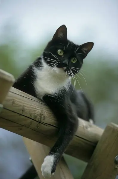 木製の柵の上に黒と白の猫 — ストック写真