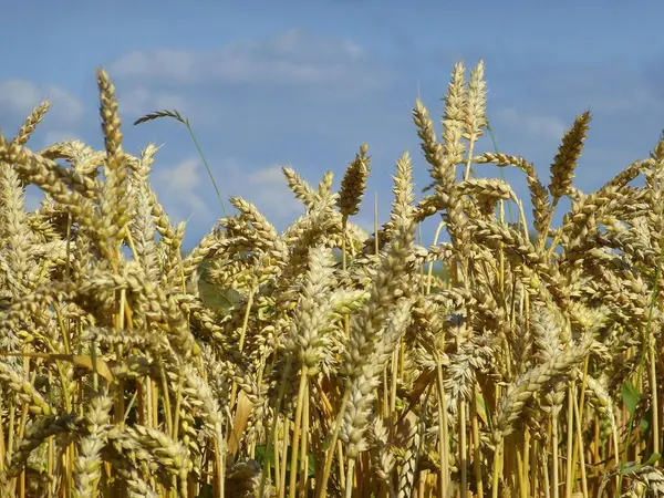 Reife Weizenähren Auf Dem Feld Getreide — Stockfoto