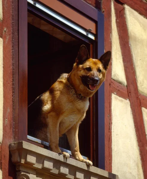 Schäferhund Schaut Aus Dem Fenster Wachhund — Stockfoto