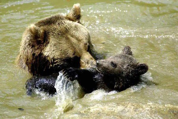 Medvěd Hnědý Ursus Arctos Koupe Své Mladé Medvěd Hnědý Koupe — Stock fotografie