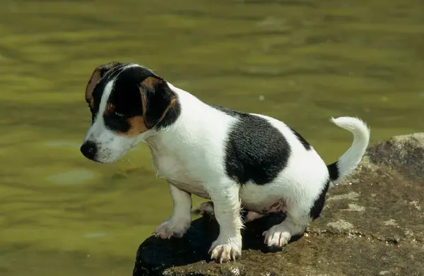 Jack Russell Terrier Semanas — Fotografia de Stock