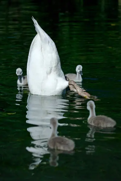 Mute Swans Wild Nature Wildlife Photography — Stock Photo, Image