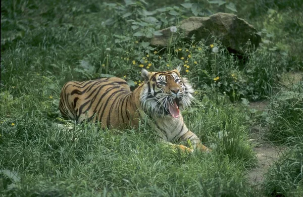 Młody Tygrys Sumatrzański Panthera Tigris Sumatrae Rheine Zoo — Zdjęcie stockowe