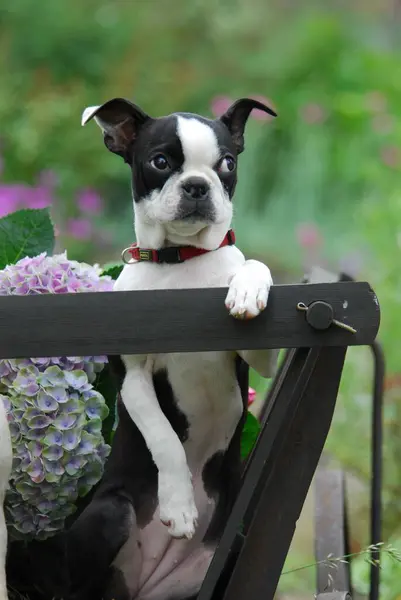 Visão Close Cão Jovem Boston Terrier — Fotografia de Stock