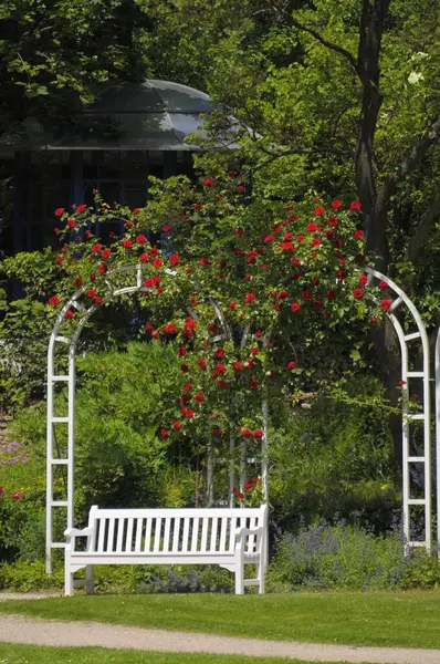 Цветущее Барокко Людвигсбурге Розовый Сад Обердердингене — стоковое фото