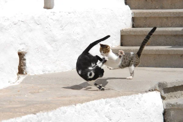 Dwa Domowe Koty Ostro Walczą — Zdjęcie stockowe