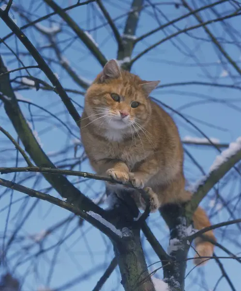 Czerwony Kot Siedzi Drzewie Zimą — Zdjęcie stockowe