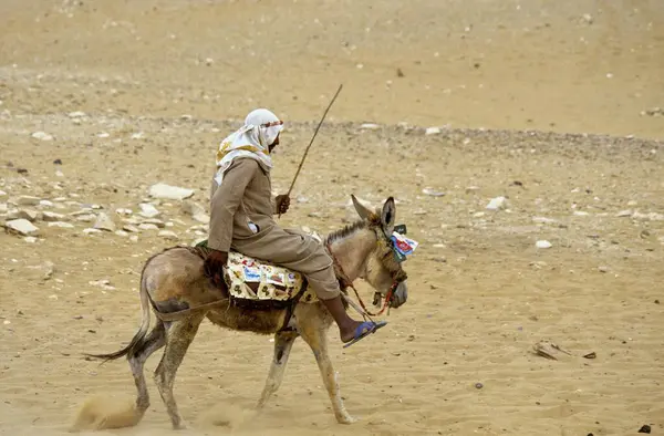 Jezdec Oslu Poušti Arabská Poušť Egypt Afrika — Stock fotografie