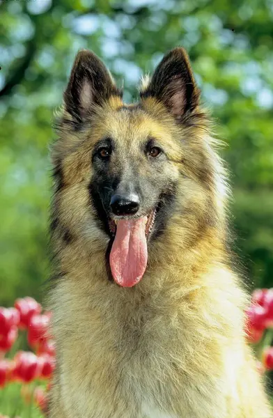Tervueren Belçikalı Çoban Köpeği — Stok fotoğraf