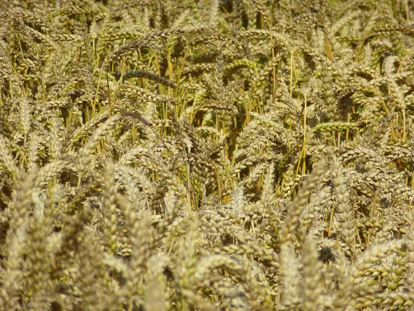 Cereales Campo Vista Diurna — Foto de Stock