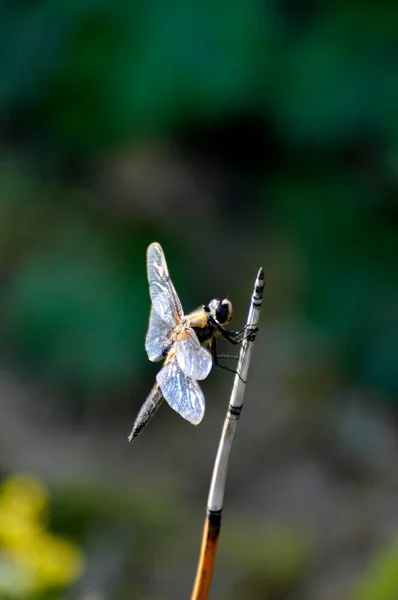 Dragonfly Wild Nature Closeup — Stock Photo, Image