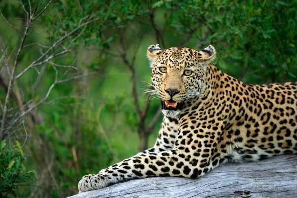 Leopardo Panthera Pardus Parque Nacional Kruger Sudáfrica Reserva Caza Privada — Foto de Stock
