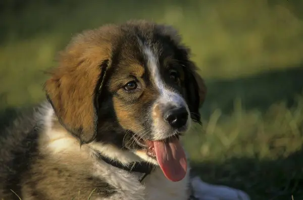 Bernese Dağ Köpeği Yavru Köpek Portre Haftalık Erkek Fci Standard — Stok fotoğraf