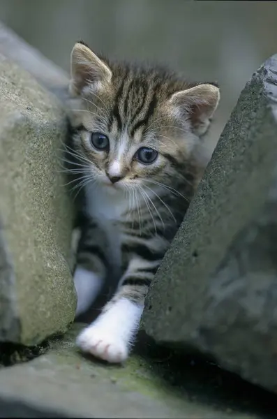 石の間を歩くヤングハウス子猫 — ストック写真