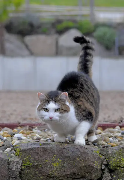Bahçede Yürüyen Evcil Kedi — Stok fotoğraf