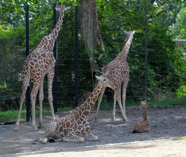 Штутгарт Зоологический Ботанический Сад Вильгельма Корпус Жирафа Жирафы Giraffa Camelopardalis — стоковое фото