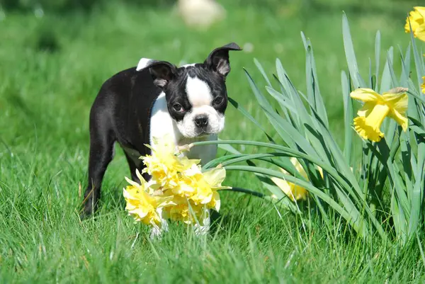 Boston Teriyeri Köpeği Nergis Çiçekleri — Stok fotoğraf