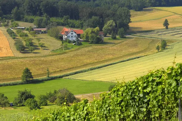 Vignobles Près Oberderdingen Corne Avec Paysage Champêtre — Photo