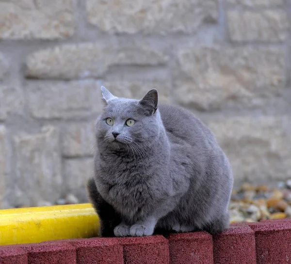Kartuzjański Kot Kartuzjanin Kot Brytyjski Skrót — Zdjęcie stockowe