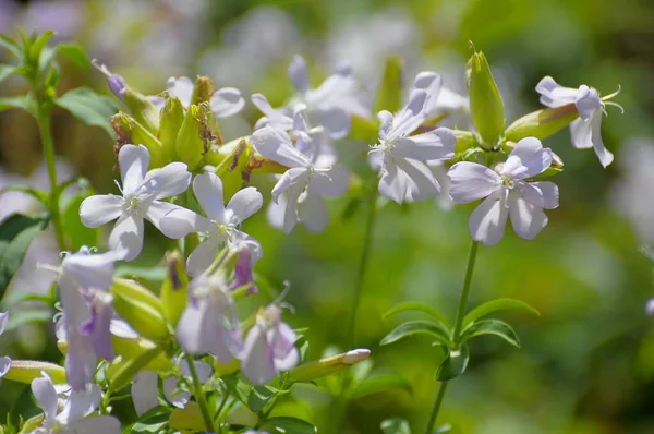 Echte Seifenwurzel Saponaria Officinalis Blüht Garten — Stockfoto