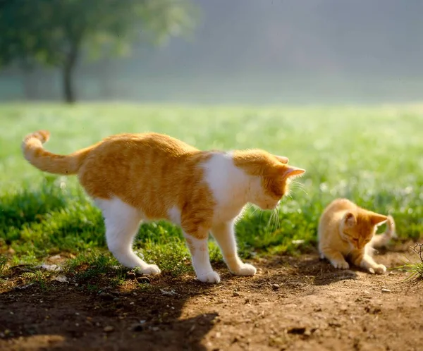 Кошка Котенком Играющая Траве Вид Крупным Планом — стоковое фото