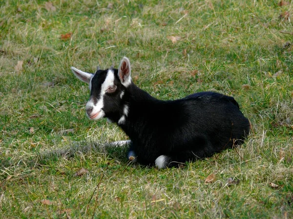 Jeune Chèvre Dans Prairie Noir Blanc — Photo