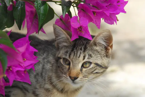 ブーゲンビルア ティノスアイランド キクラデス ギリシャ 非プリーツリーワイルドキャット フェリスシルベストリス の花の後ろから若い国内子猫 ヨーロッパ — ストック写真
